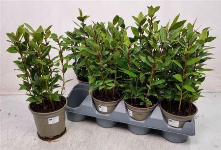 Горшечные цветы и растения оптом Lau Nobilis 14cm Pot от 8шт из Голландии с доставкой по России