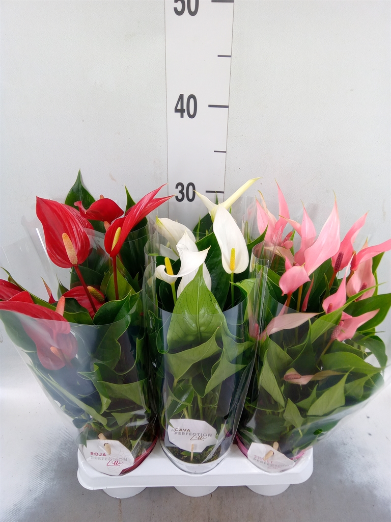 Горшечные цветы и растения оптом Anthurium   ...mix от 6шт (для телеги) из Голландии с доставкой по России