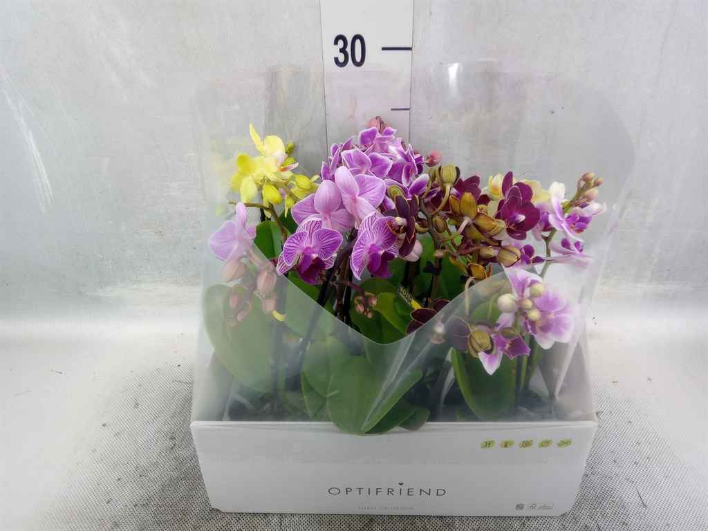 Горшечные цветы и растения оптом Phalaenopsis Multi.   ...mix  5 от 8шт из Голландии с доставкой по России