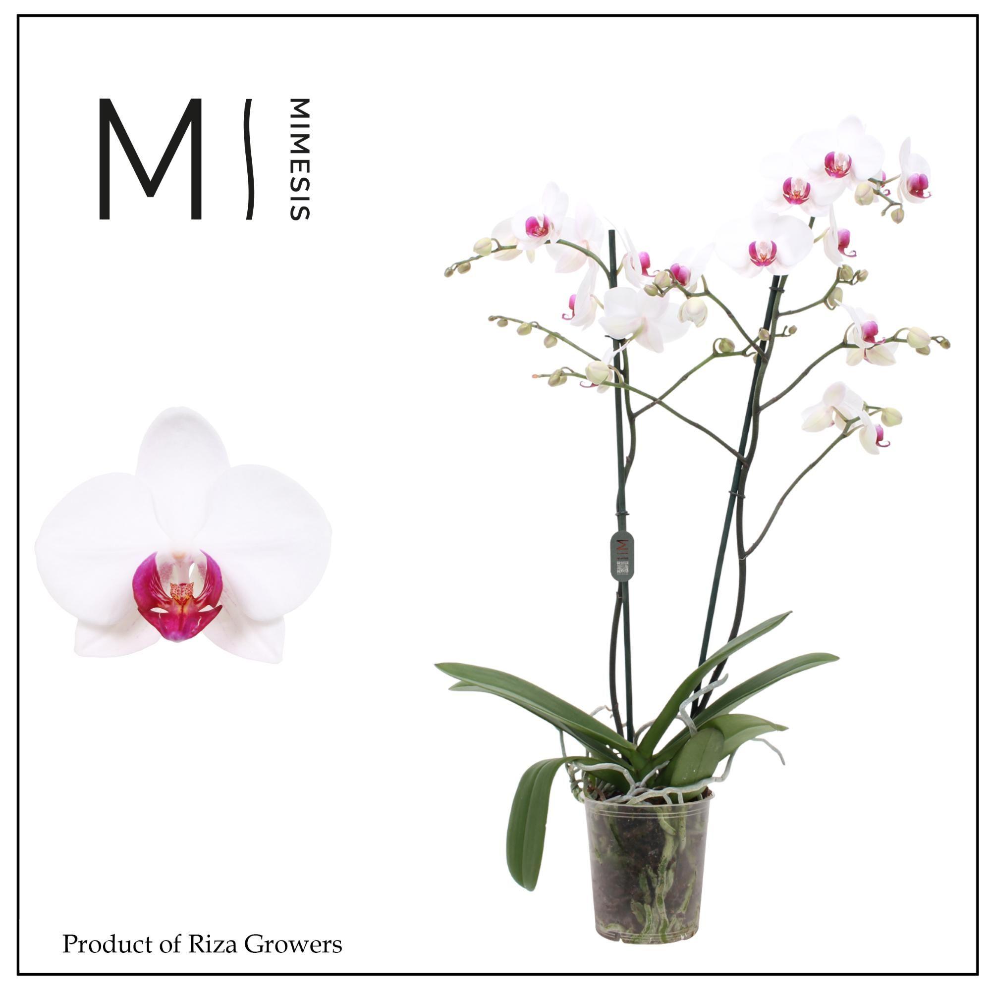 Горшечные цветы и растения оптом Phalaenopsis Association 2 Spike – 12cm | Mimesis от 10шт из Голландии с доставкой по России