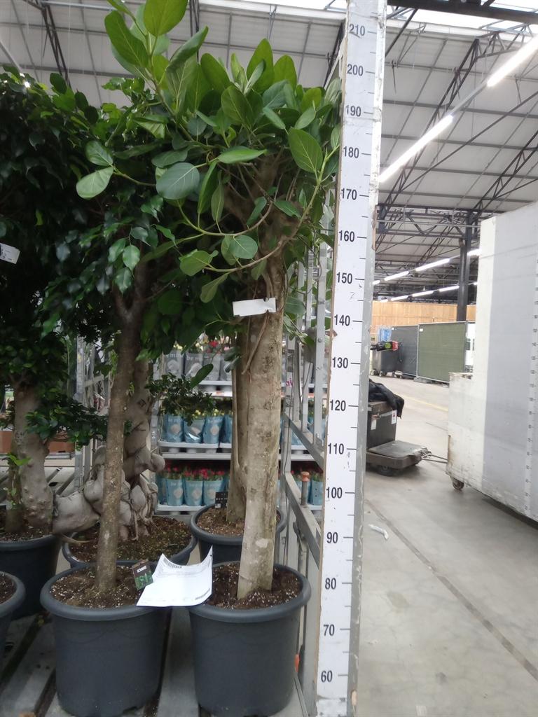 Горшечные цветы и растения оптом Ficus Beng Audrey Twisted Stem от 1шт из Голландии с доставкой по России