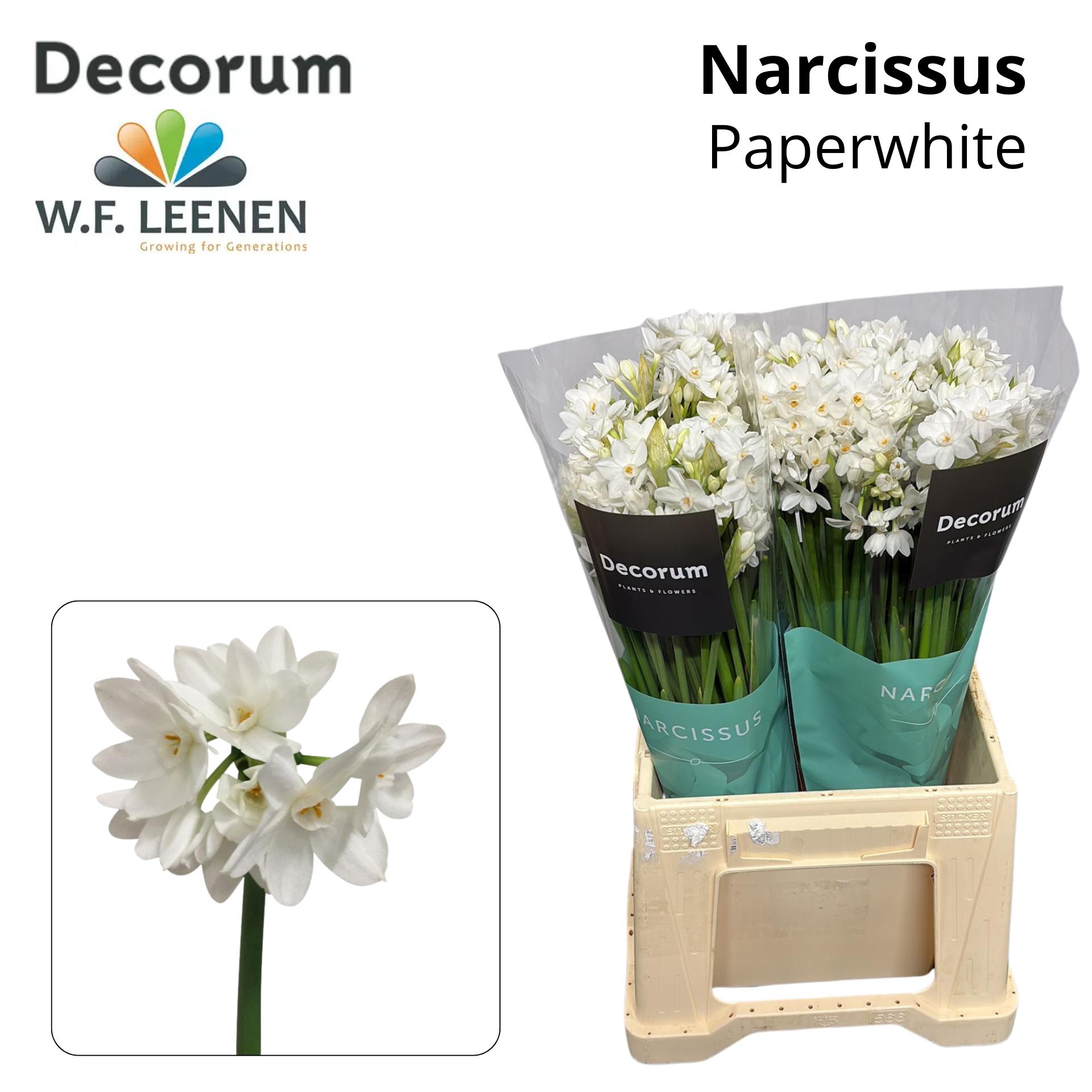Срезанные цветы оптом Narcissus sp ziva paper white от 100шт из Голландии с доставкой по России