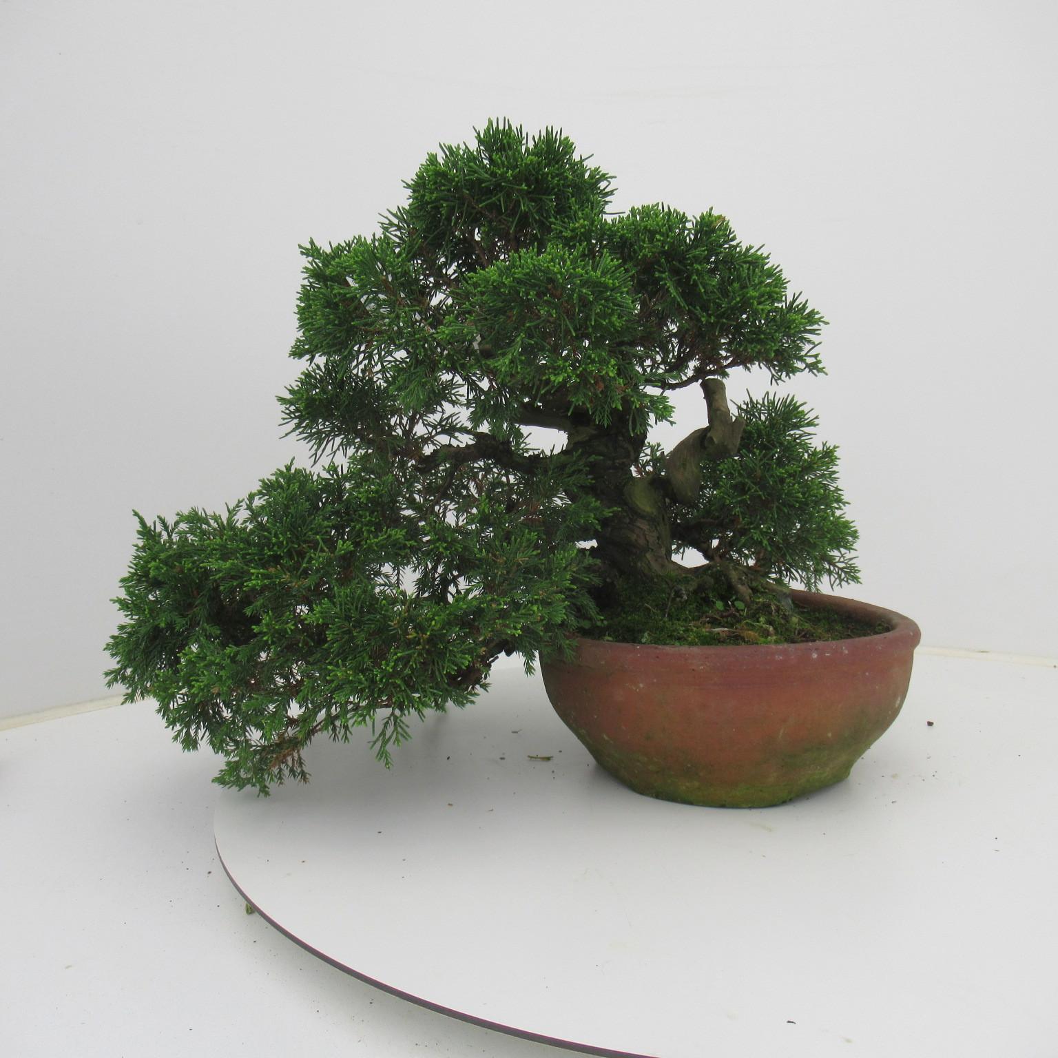 Горшечные цветы и растения оптом Juniperus Chinensis, 20 Cm., Height 32 Cm. (single от 1шт из Голландии с доставкой по России