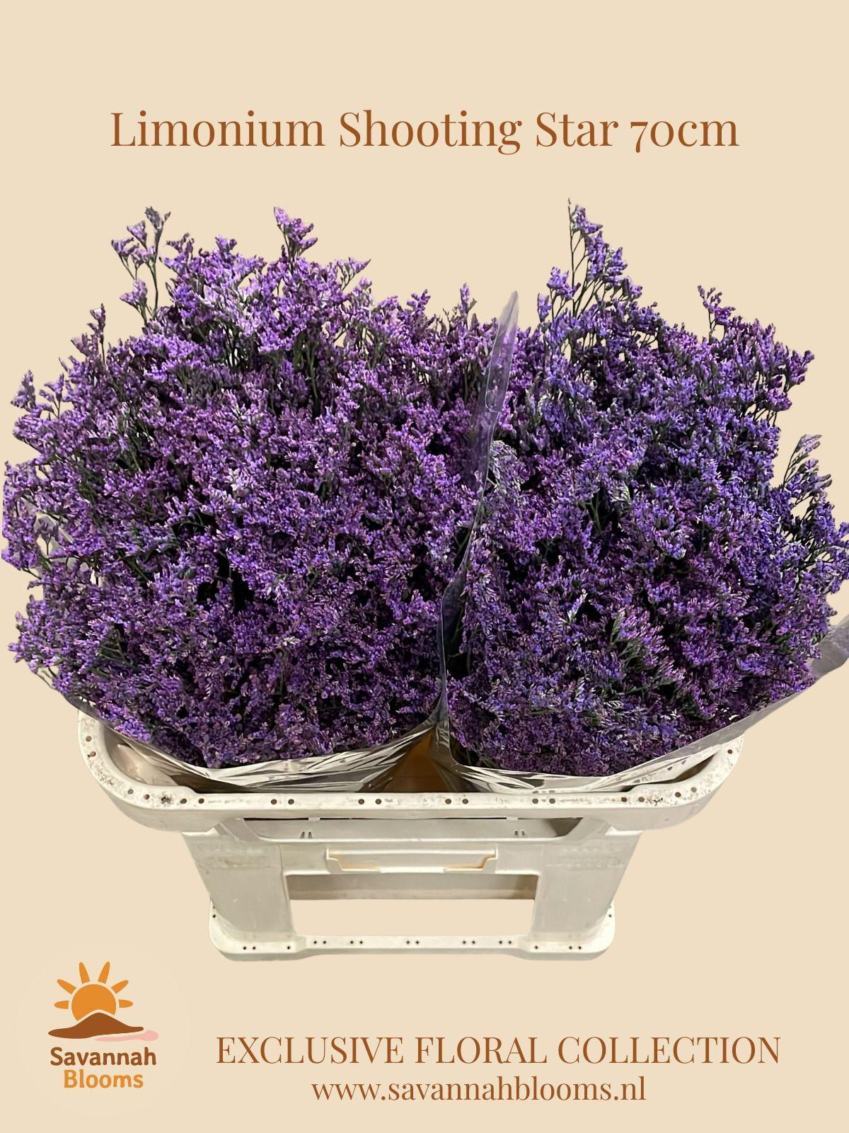 Срезанные цветы оптом Limonium shooting star от 50шт из Голландии с доставкой по России