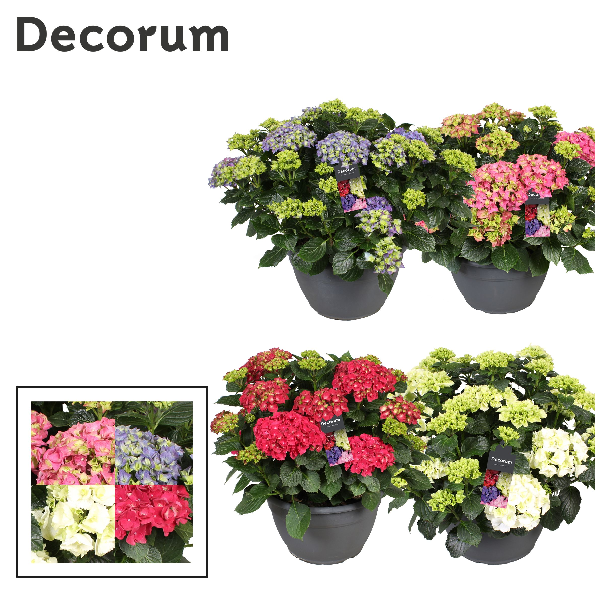Горшечные цветы и растения оптом Hydrangea Mix (decorum) от 1шт из Голландии с доставкой по России