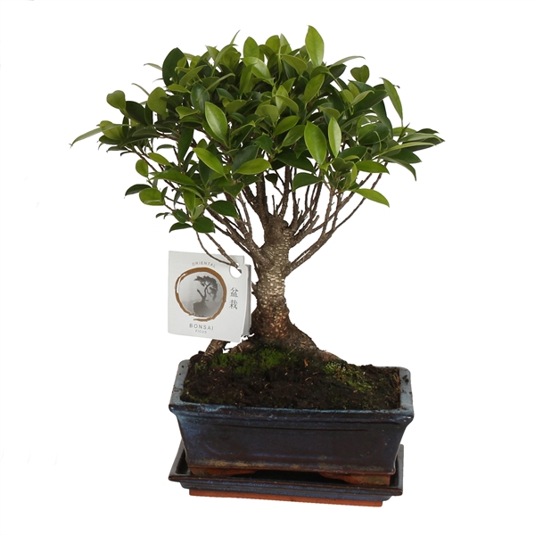 Горшечные цветы и растения оптом Bonsai Ficus Retusa In Ceramic Ball Shape от 10шт из Голландии с доставкой по России