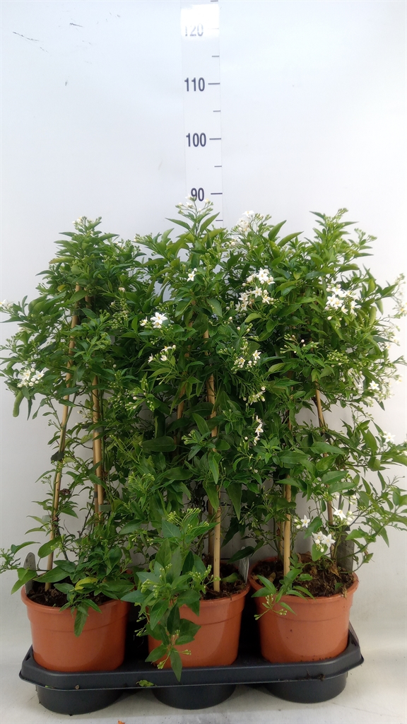 Горшечные цветы и растения оптом Solanum Jasminoides от 3шт из Голландии с доставкой по России