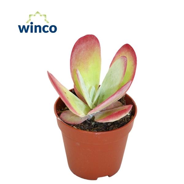 Горшечные цветы и растения оптом Kalanchoe Thyrsiflora от 20шт (для телеги) из Голландии с доставкой по России Горшечные цветы и растения оптом Kalanchoe Thyrsiflora от 20шт (для телеги) из Голландии с доставкой по России