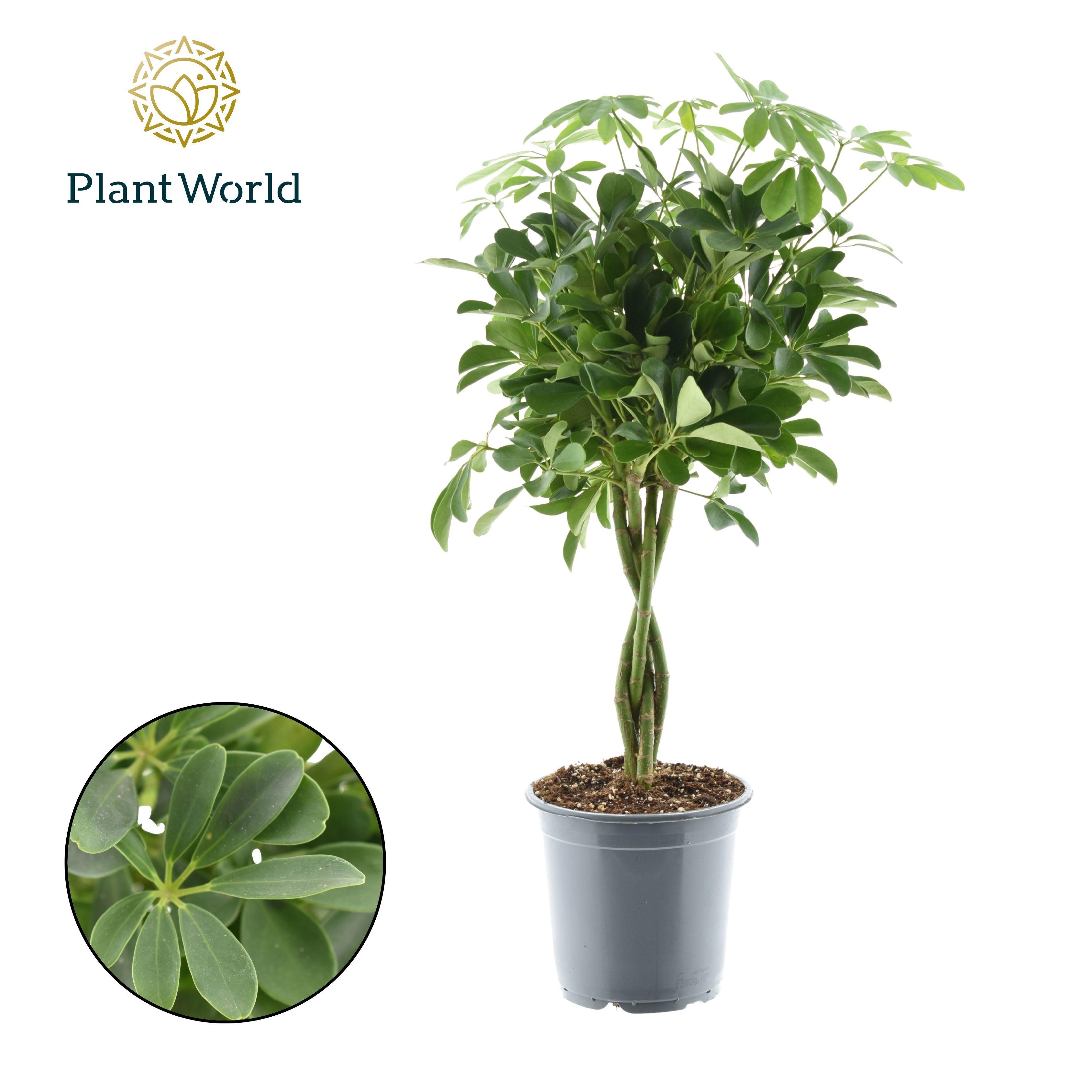 Горшечные цветы и растения оптом Schefflera Compacta Nora Twisted от 3шт из Голландии с доставкой по России