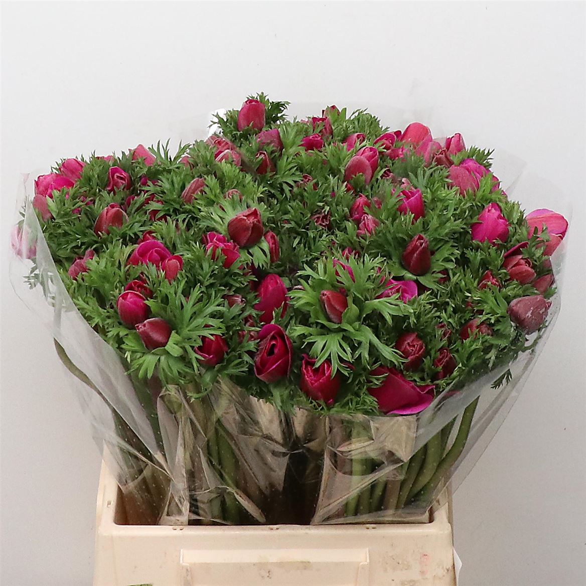 Срезанные цветы оптом Anemone marianne orchid от 150шт из Голландии с доставкой по России