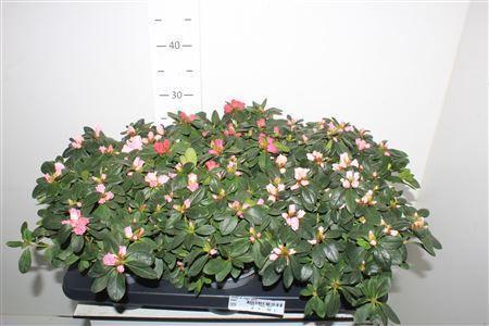 Горшечные цветы и растения оптом ** Rhodo Si Vogel Gem * Autumn Promo * от 6шт из Голландии с доставкой по России