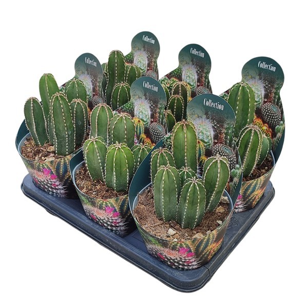 Горшечные цветы и растения оптом Marginatocereus Marginatus Potcover от 6шт из Голландии с доставкой по России