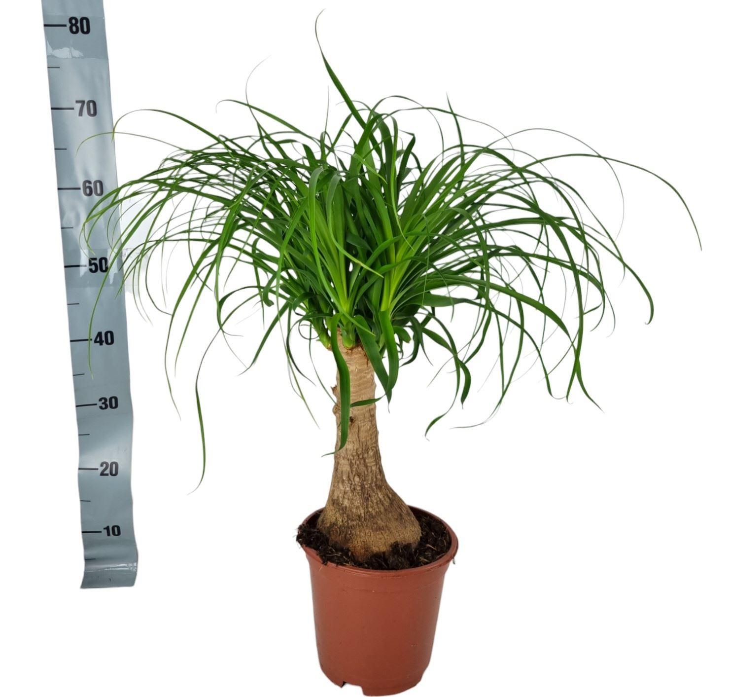 Горшечные цветы и растения оптом Beaucarnea Recurvata от 3шт из Голландии с доставкой по России