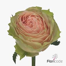 Срезанные цветы оптом Rosa large gravity от 60шт из Голландии с доставкой по России