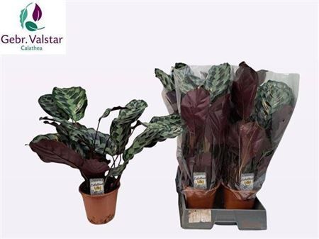 Горшечные цветы и растения оптом Calathea Kennedy от 5шт из Голландии с доставкой по России