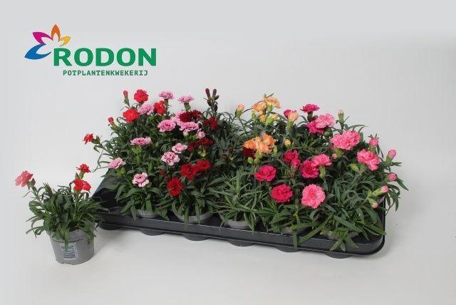 Горшечные цветы и растения оптом Dian Gemengd от 18шт (для телеги) из Голландии с доставкой по России