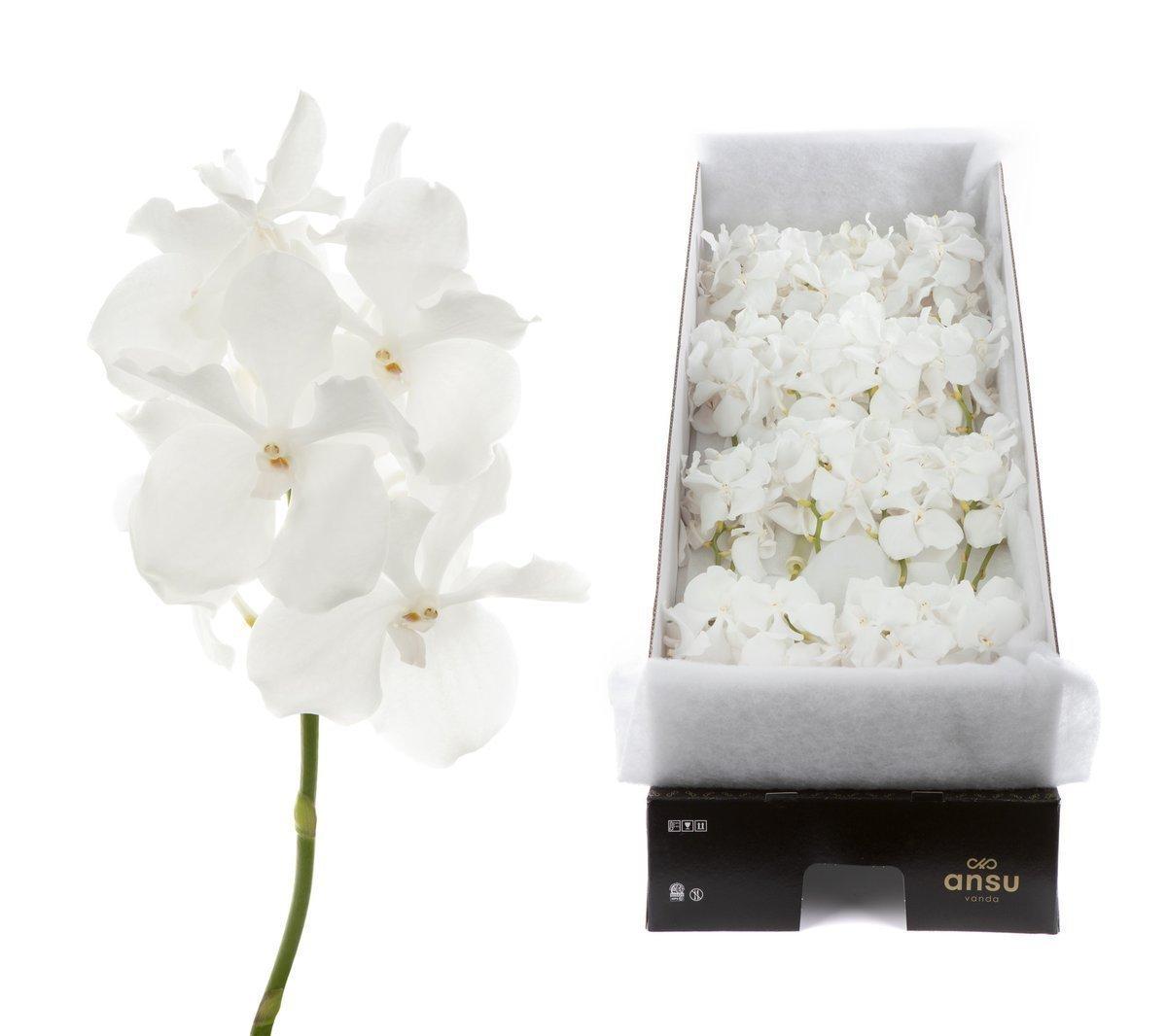 Срезанные цветы оптом Vanda kanchana ansu no. 1 per stem от 4шт. из Голландии с доставкой по России