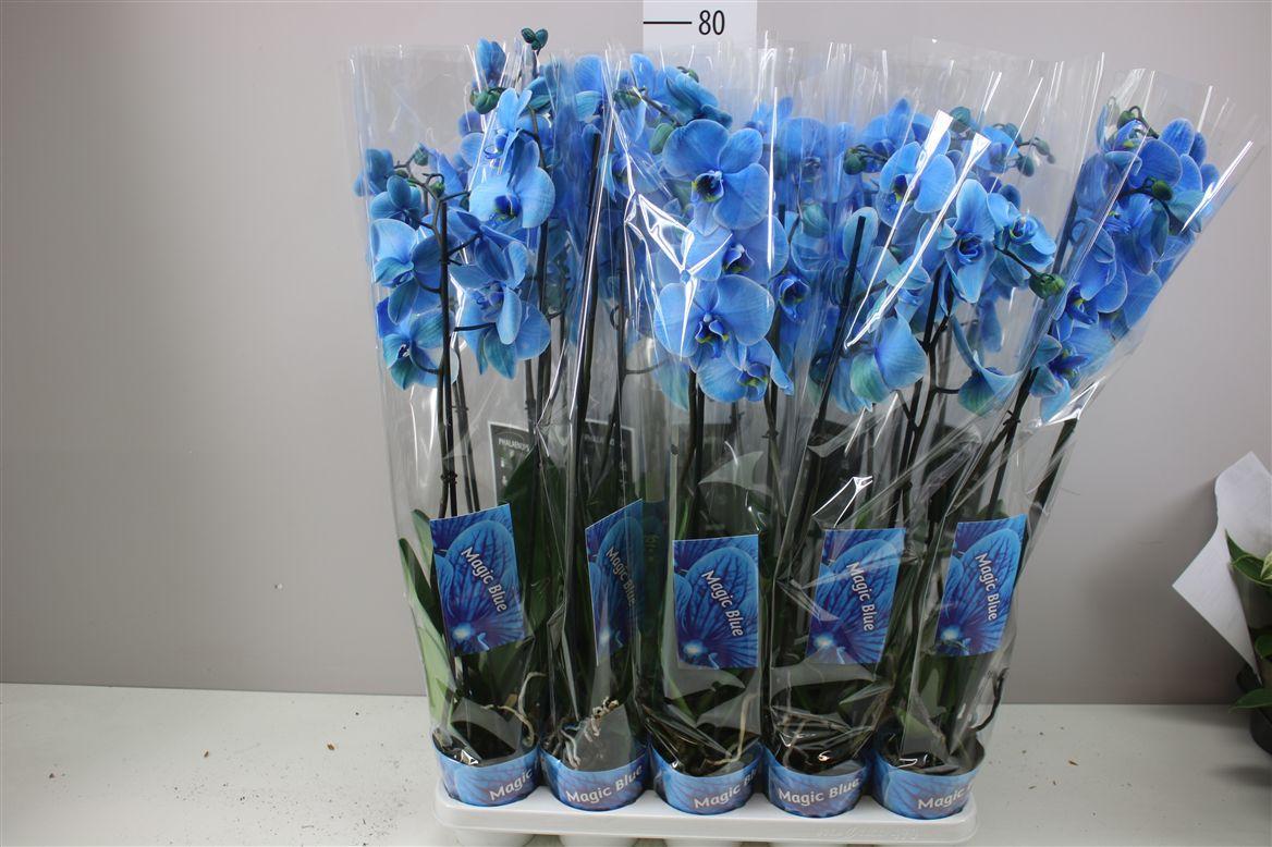 Горшечные цветы и растения оптом Phal Royal Blue 2 Tak от 10шт из Голландии с доставкой по России