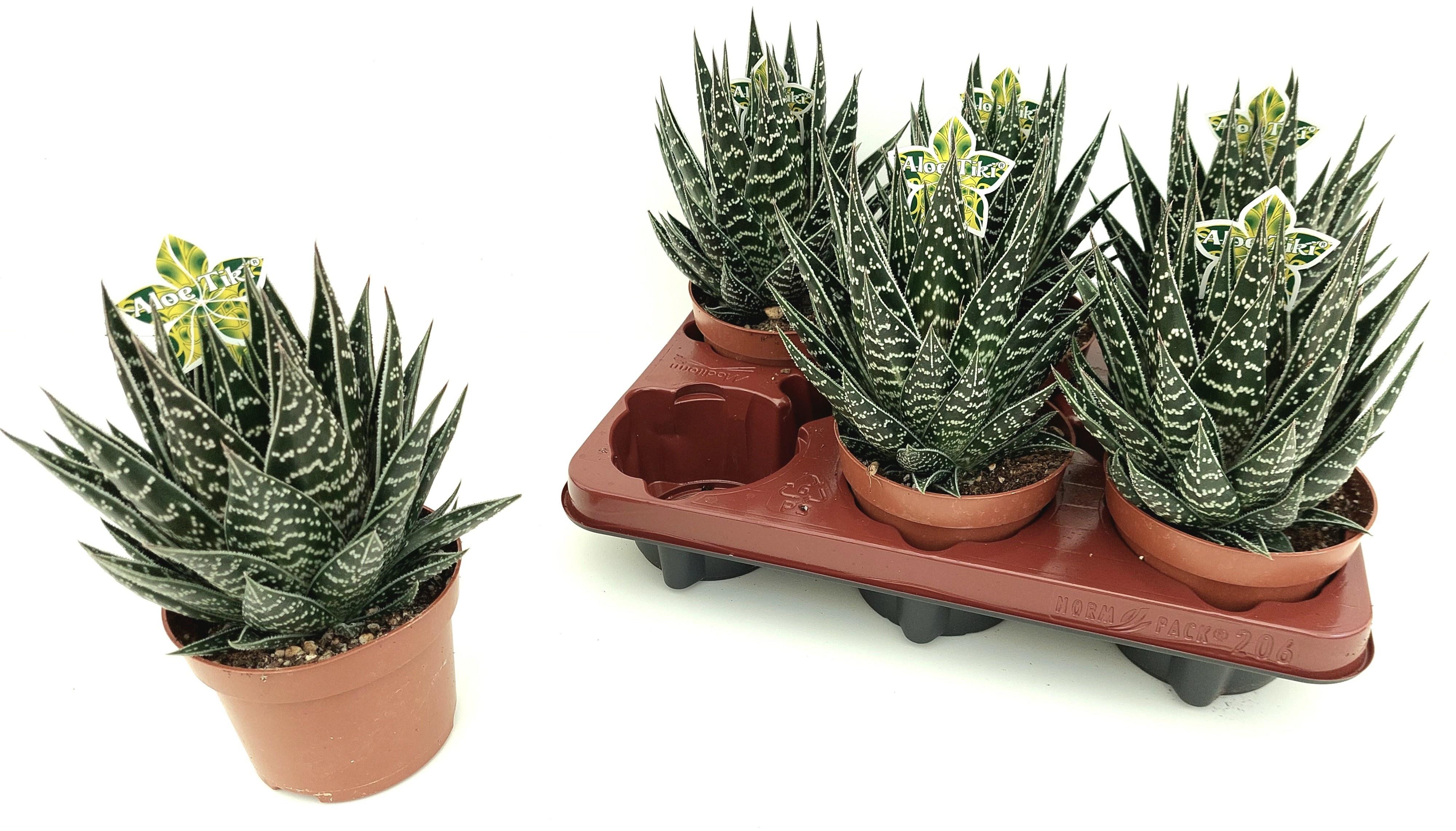Горшечные цветы и растения оптом Aloe Tiki Tahi от 6шт из Голландии с доставкой по России