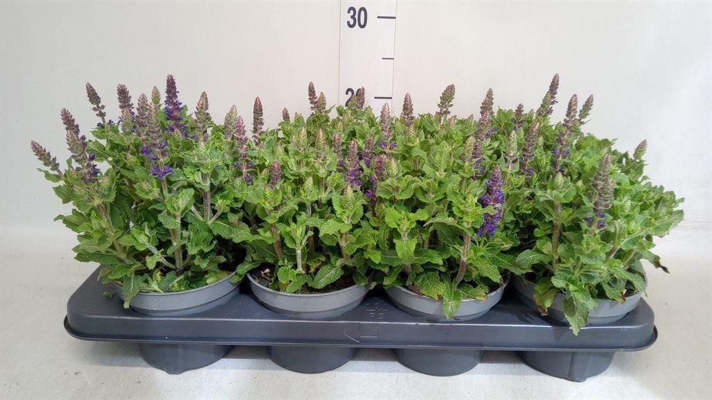 Горшечные цветы и растения оптом Salvia Nemorosa от 8шт из Голландии с доставкой по России