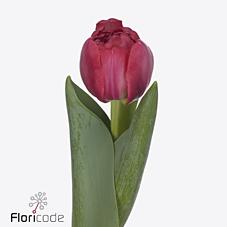 Срезанные цветы оптом Tulipa do belgravia от 50шт из Голландии с доставкой по России