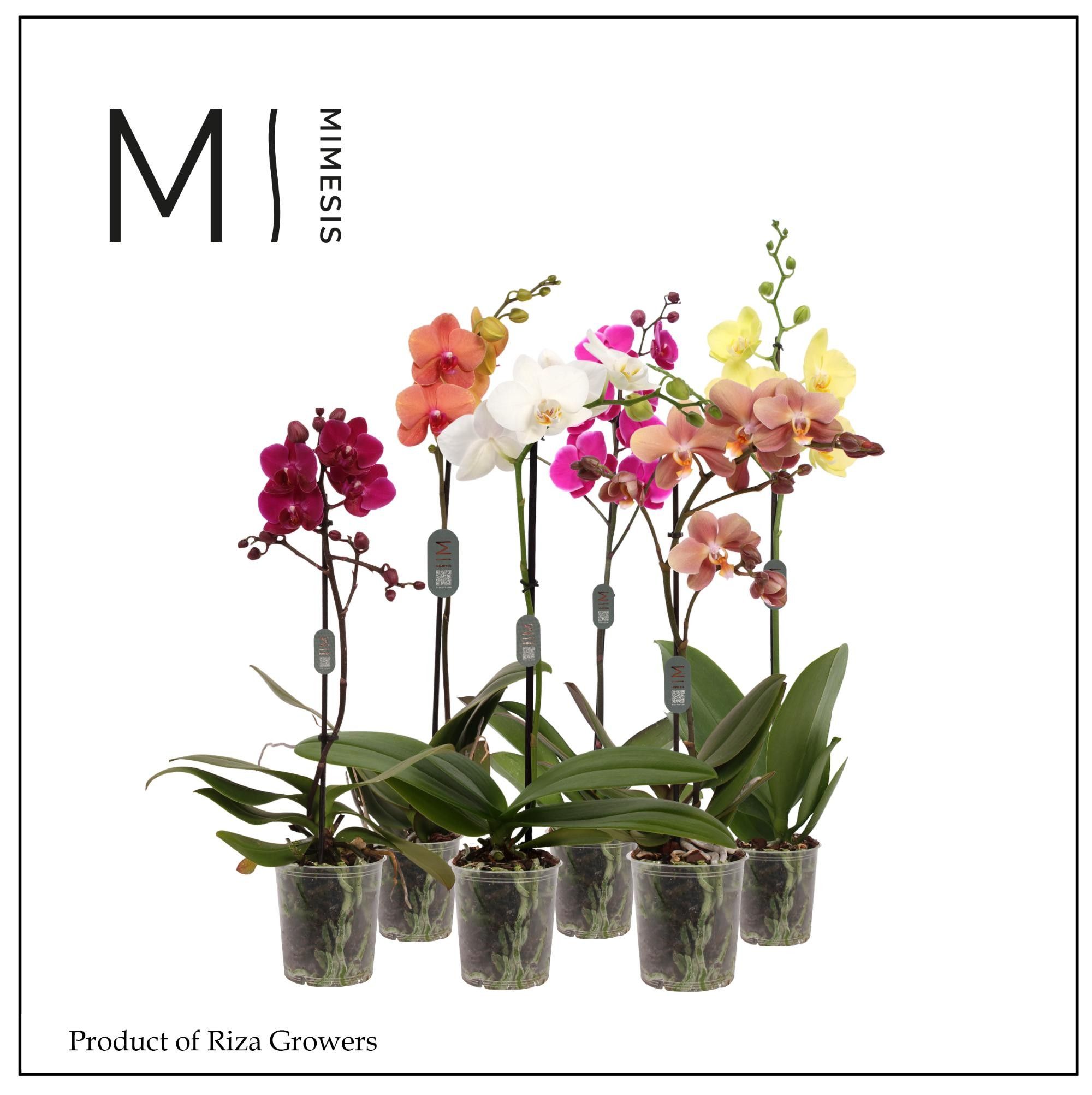 Горшечные цветы и растения оптом Phal 1st Multi Mix 11+ Authentic (orchid Growers) от 10шт из Голландии с доставкой по России