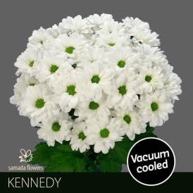 Срезанные цветы оптом Chrys sp kennedy от 80шт.. из Голландии с доставкой по России