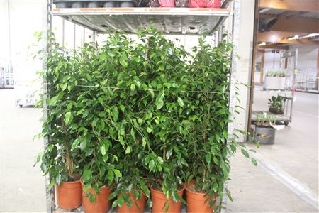 Горшечные цветы и растения оптом Fic Ben Exotica P27 140cm от 1шт из Голландии с доставкой по России