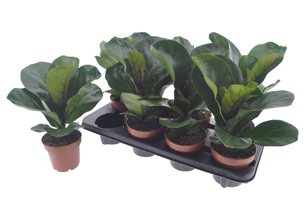 Горшечные цветы и растения оптом Ficus Lyrata Bambino от 8шт из Голландии с доставкой по России