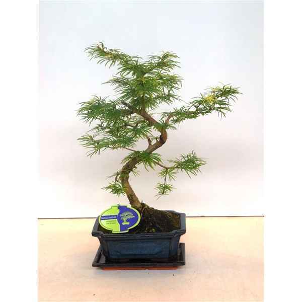 Горшечные цветы и растения оптом Bonsai Ipseudolarix Amabilis 20 Cm Shape With Drip от 5шт из Голландии с доставкой по России