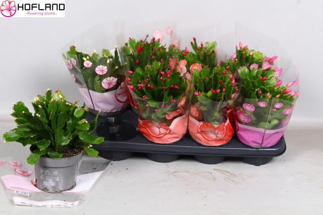 Горшечные цветы и растения оптом Schlumb Gem 3 Kl от 8шт из Голландии с доставкой по России