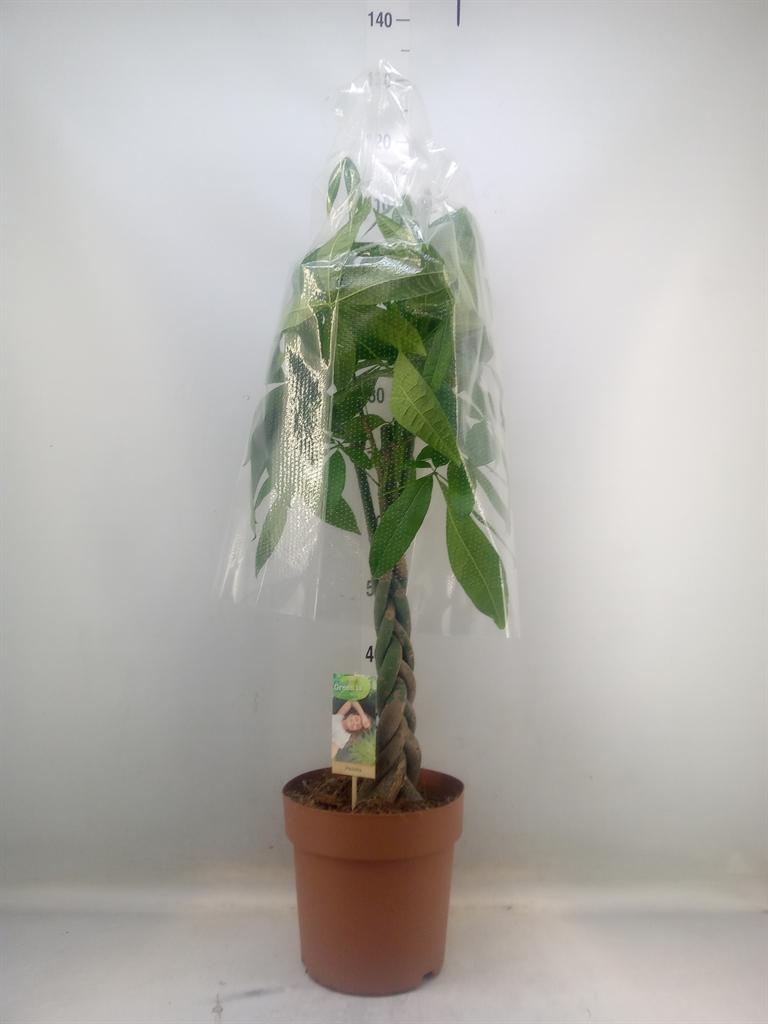 Горшечные цветы и растения оптом Pachira Twisted Stem от 1шт из Голландии с доставкой по России