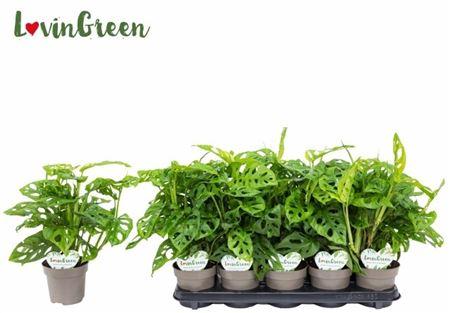 Горшечные цветы и растения оптом Monstera Obliqua от 10шт из Голландии с доставкой по России