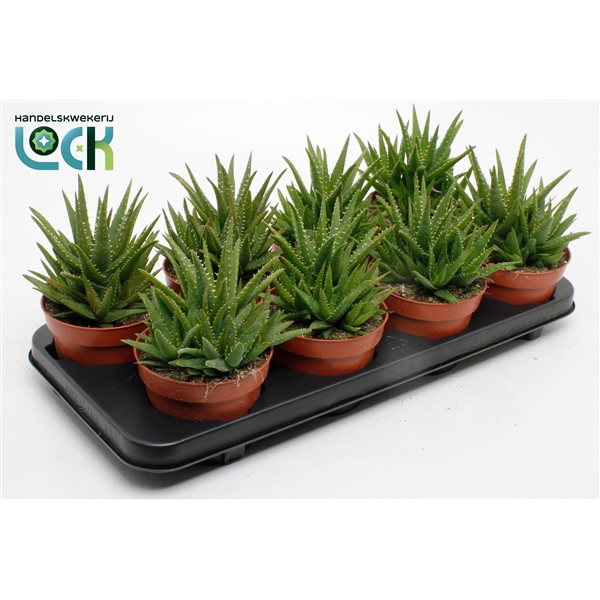 Горшечные цветы и растения оптом Aloe Vera Verini от 8шт из Голландии с доставкой по России
