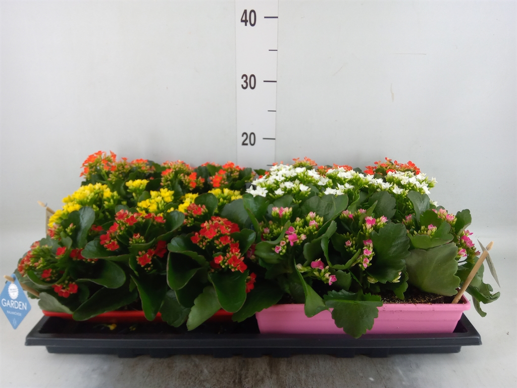 Горшечные цветы и растения оптом Kalanchoe Blos.   ..en Mix от 6шт из Голландии с доставкой по России