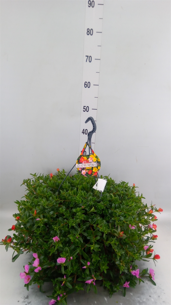 Горшечные цветы и растения оптом Portulaca   ...mix In Pot от 1шт из Голландии с доставкой по России