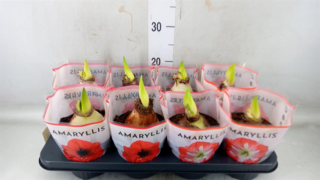 Горшечные цветы и растения оптом Hippeastrum   ...mix 4 от 8шт из Голландии с доставкой по России