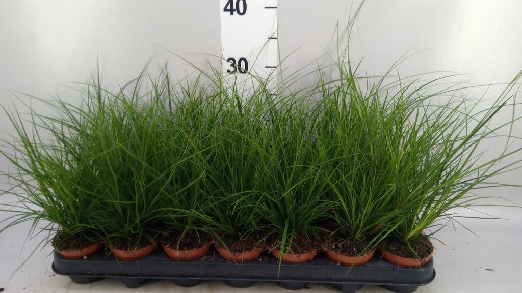 Горшечные цветы и растения оптом Carex Brunnea от 21шт (для телеги) из Голландии с доставкой по России