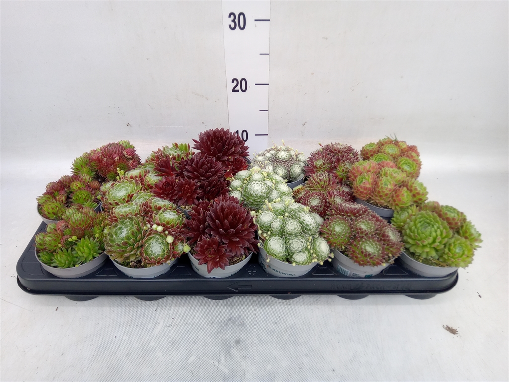 Горшечные цветы и растения оптом Sempervivum   ... от 18шт (для телеги) из Голландии с доставкой по России