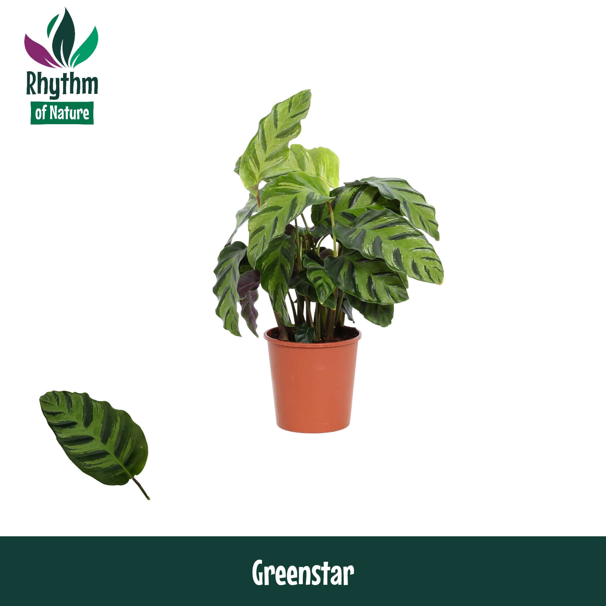 Горшечные цветы и растения оптом Calathea Greenstar Rhythm Of Nature от 10шт из Голландии с доставкой по России