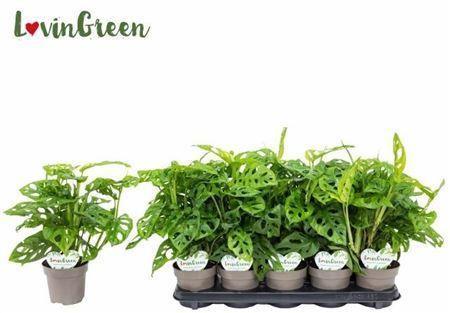 Горшечные цветы и растения оптом Monstera Adansonii Obliqua от 10шт из Голландии с доставкой по России