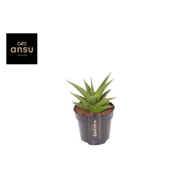 Горшечные цветы и растения оптом Sansevieria Comet Mini Amazon от 6шт из Голландии с доставкой по России