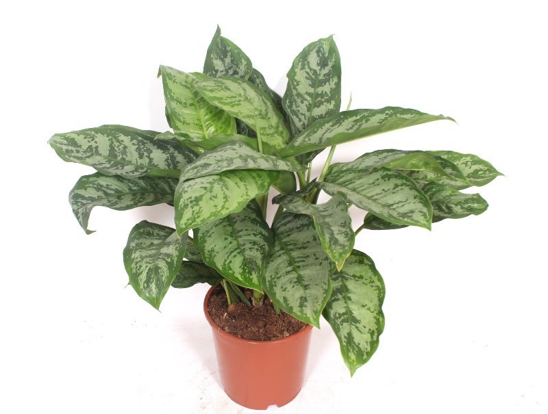 Горшечные цветы и растения оптом Aglaonema Chantal от 1шт из Голландии с доставкой по России