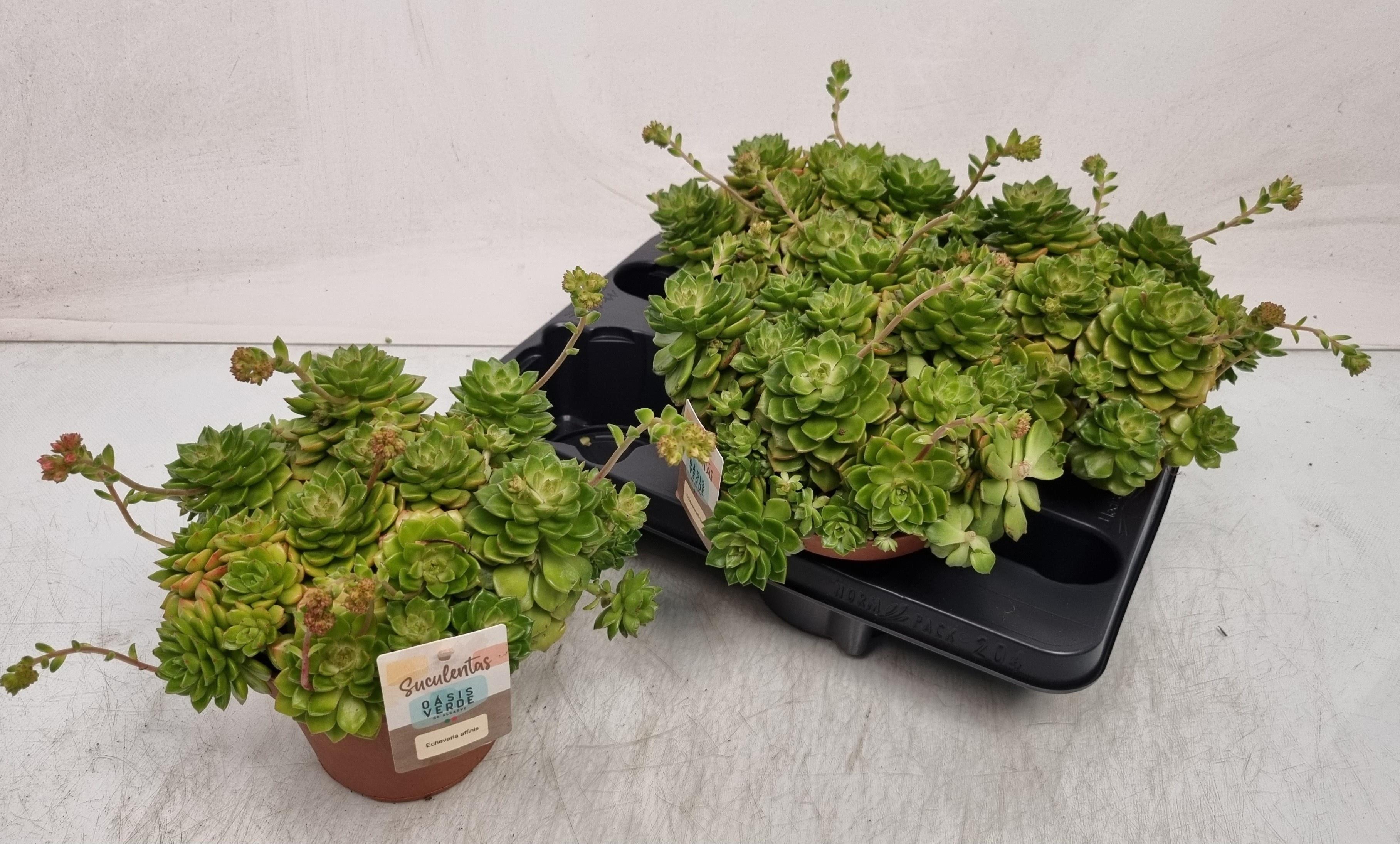 Горшечные цветы и растения оптом Echev Affinis от 4шт из Голландии с доставкой по России