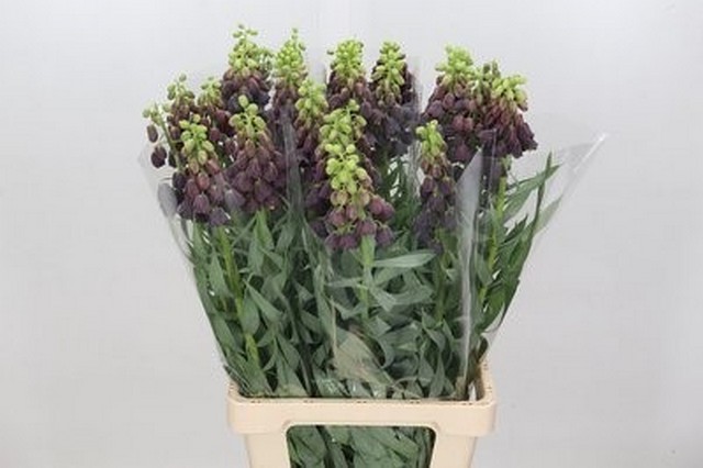 Срезанные цветы оптом Fritillaria persica от 30шт из Голландии с доставкой по России