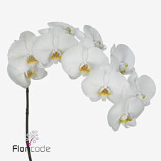 Срезанные цветы оптом Phalaenopsis kobe (per flower) от 25шт. из Голландии с доставкой по России