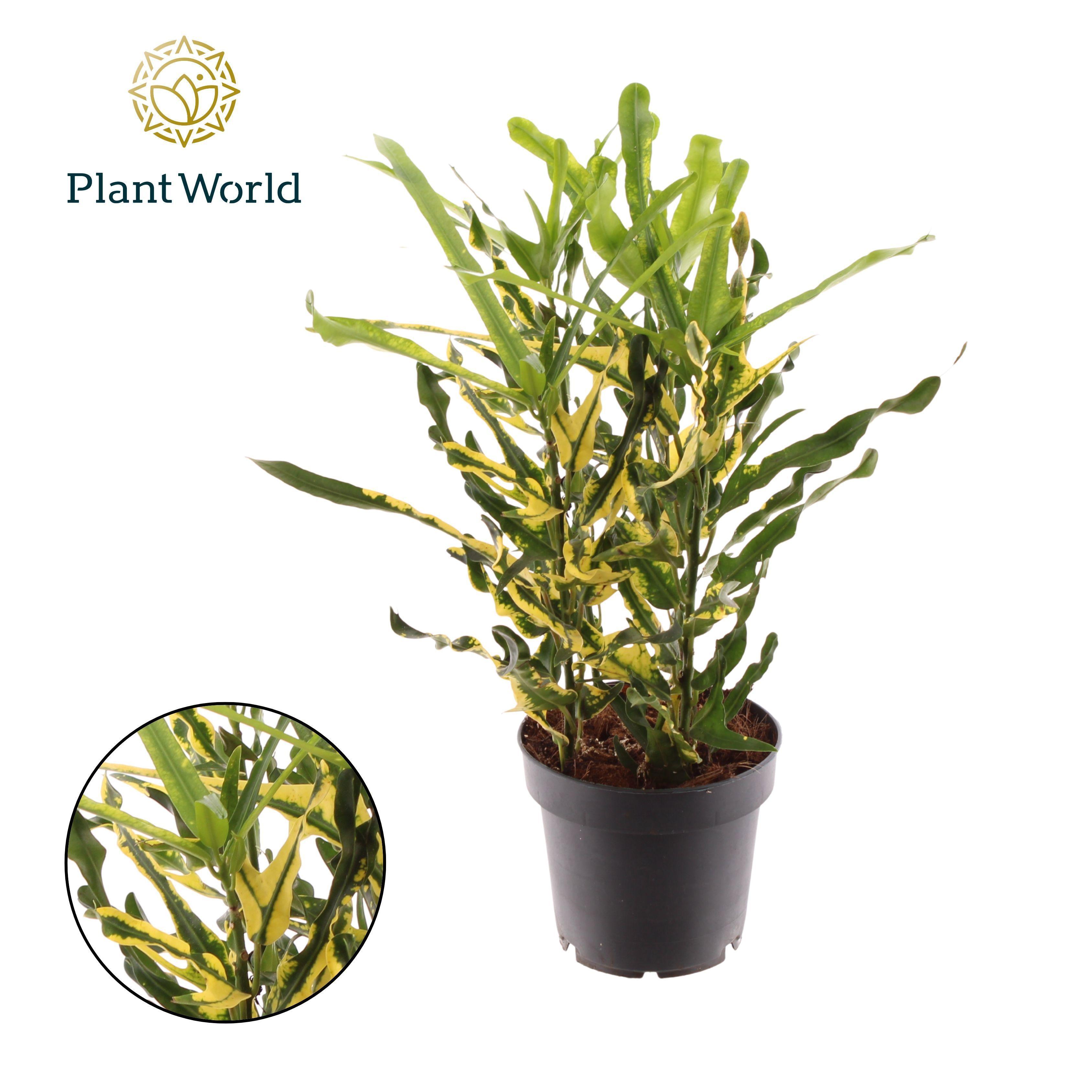 Горшечные цветы и растения оптом Croton Pigtail 3pp Head от 10шт из Голландии с доставкой по России