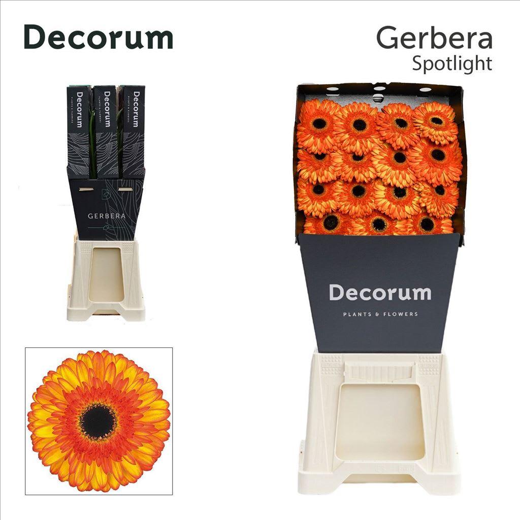 Срезанные цветы оптом Gerbera diamond spotlight от 45шт из Голландии с доставкой по России