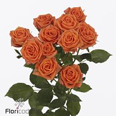 Срезанные цветы оптом Rosa spray picanto от 50шт из Голландии с доставкой по России