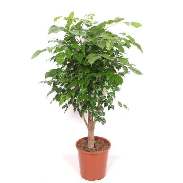 Горшечные цветы и растения оптом Radermachera Hainanensis от 1шт из Голландии с доставкой по России